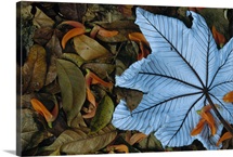 Cecropia leaf atop lobster claw petals on tropical rainforest floor, Mesoamerica
