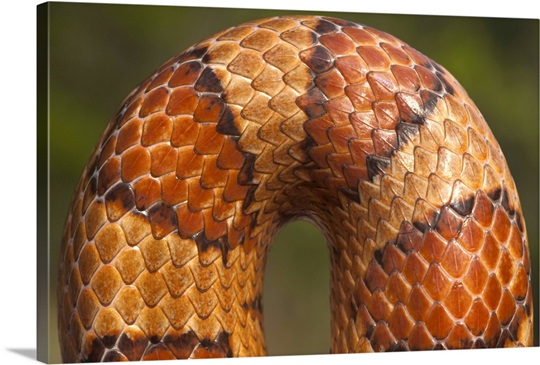 Cornsnake (Elaphe guttata) scale pattern, southeastern and central United States