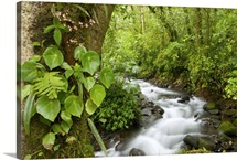 Creek flowing through rainforest, Costa Rica