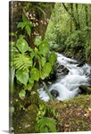 Creek flowing through rainforest, Costa Rica
