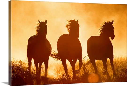 Domestic Horse (Equus caballus) trio running at sunset, Oregon