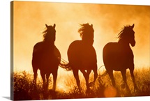 Domestic Horse (Equus caballus) trio running at sunset, Oregon