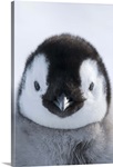 Emperor Penguin (Aptenodytes forsteri) chick, Prydz Bay, eastern Antarctica