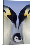 Emperor Penguin (Aptenodytes forsteri) parents greeting chick