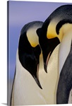 Emperor Penguincourting pair, Atka Bay, Weddell Sea, Antarctica