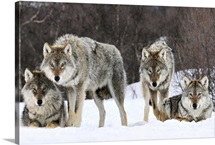 Gray Wolf (Canis lupus) group, Norway