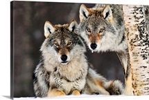 Gray Wolf (Canis lupus) pair in the snow, Norway