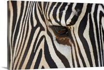 Grevy's Zebra (Equus grevyi) close up of eye, endangered, native to Africa