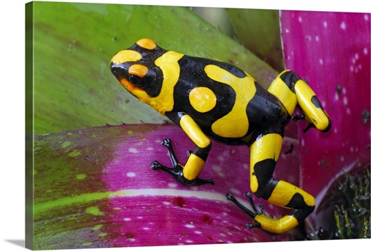 Harlequin Poison Dart Frog on bromeliad, Cauca, Colombia