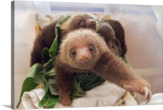 Hoffmann's Two-toed Sloth babies, Aviarios Sloth Sanctuary, Costa Rica