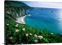 Ice Plant (Carpobrotus edulis), Big Sur coast near Bixby Creek, California