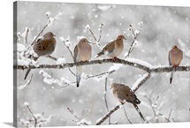 Mourning Dove (Streptopelia decipiens) group in winter, Nova Scotia, Canada