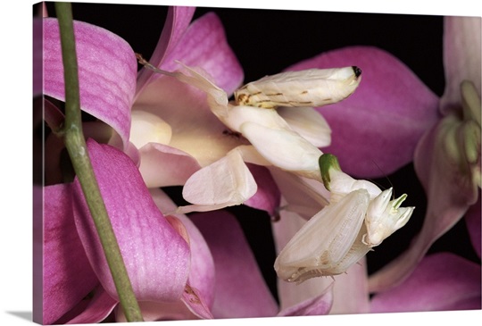 Orchid Mantis (Hymenopus coronatus) and orchid flower, Malaysia
