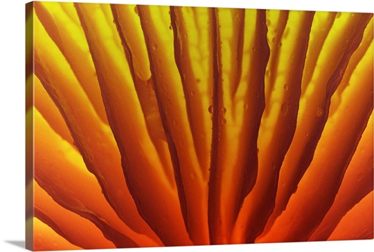 Porcelain Mushroom or Poached Egg Fungus detail of gills on the underside, Europe