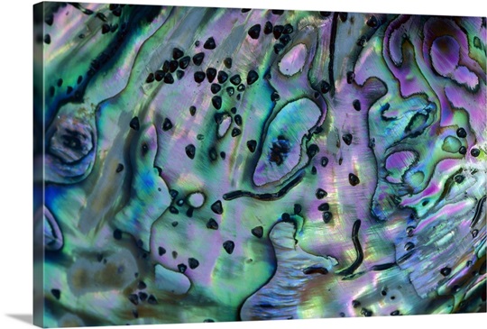 Rainbow Abalone (Haliotis iris), inside shell, New Zealand