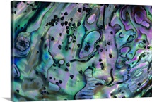 Rainbow Abalone (Haliotis iris), inside shell, New Zealand