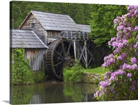 Rhododendron blossoming at Mabry Mill, Blue Ridge Parkway, Virginia