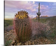 Saguaro and Giant Barrel Cactus, Saguaro National Park, Arizona