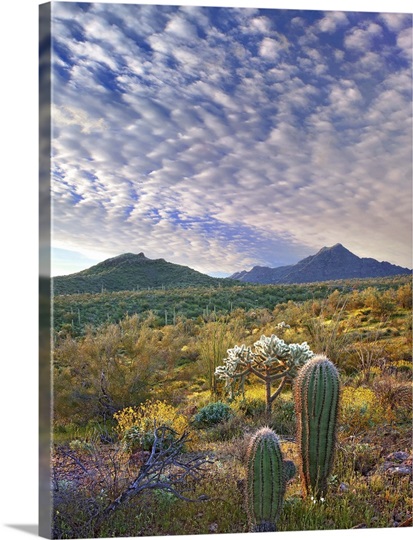 Saguaro and Teddybear Cholla amid Lupine and California Brittlebush, Arizona