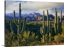 Saguaro (Carnegiea gigantea) cacti and Santa Catalina Mountains, Arizona
