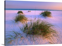 Sea Oats growing on beach, Santa Rosa Island, Gulf Islands National Seashore, Florida