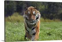 Siberian Tiger (Panthera tigris altaica) walking, endangered, native to Siberia
