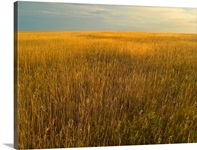 Upper prairie in Badlands National Park, South Dakota