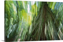 Walking Palm showing stilt roots, with abstract rainforest patterns