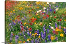 Wildflowers blowing in the wind Hill Country Texas