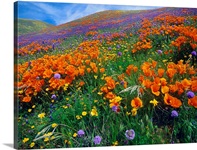 Wildflowers growing on hillside, spring, Antelope Valley, California