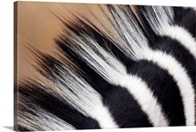 Zebra (Equus quagga) mane, Khama Rhino Sanctuary, Serowe, Botswana