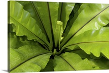 A bird's nest fern, Asplenium nidus, covered in water drops