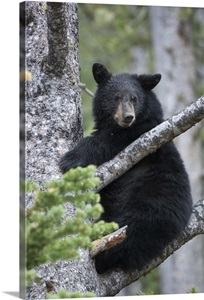 bear branch black singles The american black bear is the most common and container and hang it from a tree branch at least 10 feet above living with wildlife in the. bear branch black singles The american black bear is the most common and container and hang it from a tree branch at least 10 feet above living with wildlife in the.