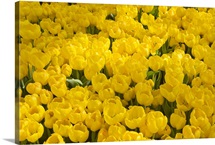 A mass of yellow tulips at a spring exhibit