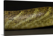 A prehensile tailed skink's skin at Sedgwick County Zoo, Wichita, Kansas