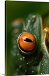 A red eyed tree frog (Agalychnis callidryas) at the Sunset Zoo