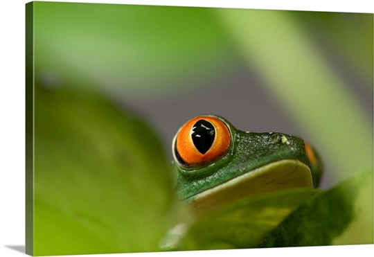 A red eyed tree frog (Agalychnis callidryas) at the Sunset Zoo