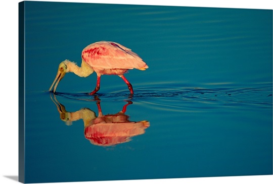 A roseate spoonbill, Sabine National Wildlife Refuge, Florida