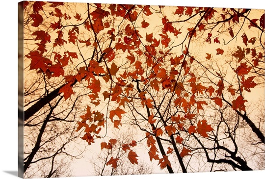 A skyward view of the bare branches and autumn leaves, Russell-Brasstown scenic highway, Chattahoochee National Forest, Georgia