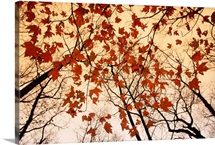 A skyward view of the bare branches and autumn leaves, Russell-Brasstown scenic highway, Chattahoochee National Forest, Georgia