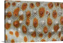 A tokay gecko skin texture