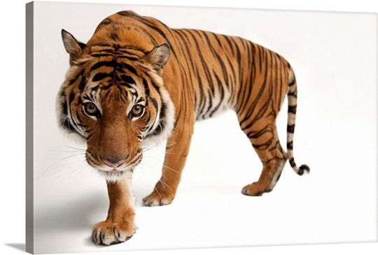 An endangered Malayan tiger, Panthera tigris jacksoni Photo Canvas