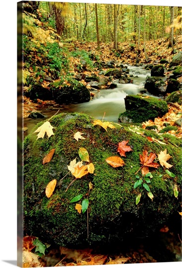 Autumn view shows fallen leaves on rocks next to a mountain stream