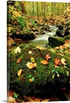 Autumn view shows fallen leaves on rocks next to a mountain stream