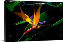 Bird of Paradise flower, Captiva Island, Florida