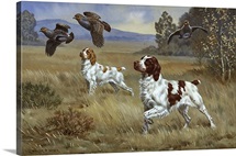 Brittany spaniels flush three birds from cover in a meadow.