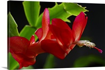 Close up of a Christmas cactus, Schlumbergera truncatus, in bloom
