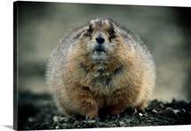 Close up of a prairie dog, Montana