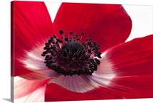 Close up of a red anemone flower