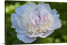 Close up of a showy peony flower, Paeonia species